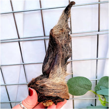 Load image into Gallery viewer, Venison Hairy Ears Regular