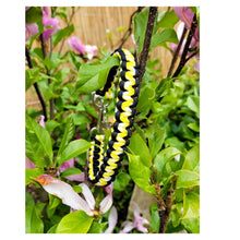 Load image into Gallery viewer, Honey Bee