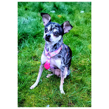Load image into Gallery viewer, LED Dog Safety Lights - Heart Pink