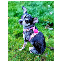 Load image into Gallery viewer, LED Dog Safety Lights - Heart Pink