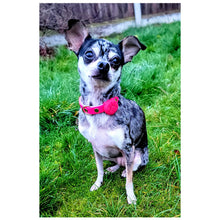 Load image into Gallery viewer, LED Dog Safety Lights - Heart Pink