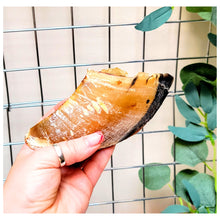 Load image into Gallery viewer, Cows Hoof