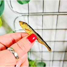 Load image into Gallery viewer, Sprats Dried Fish