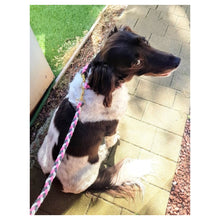 Load image into Gallery viewer, Braided Trio Rope Leads - More Patterns Available!